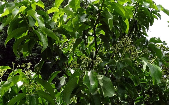 indian-bay-leaf-1707518_640-min